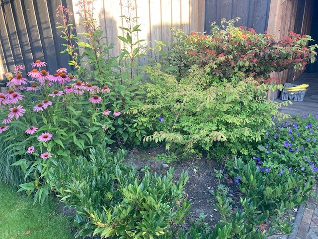 Kleurrijke border met vaste planten en siergrassen