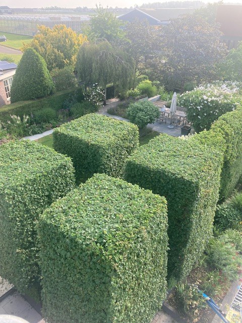 Strak in vorm gesnoeide buxus in een verzorgde tuin