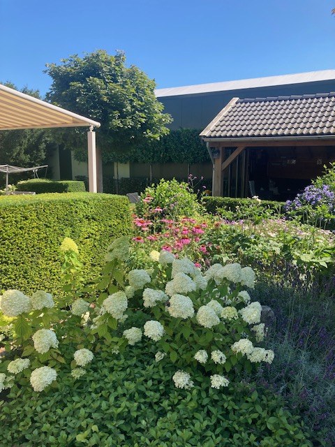 Weelderige hortensiaborder in een door ons aangelegde tuin