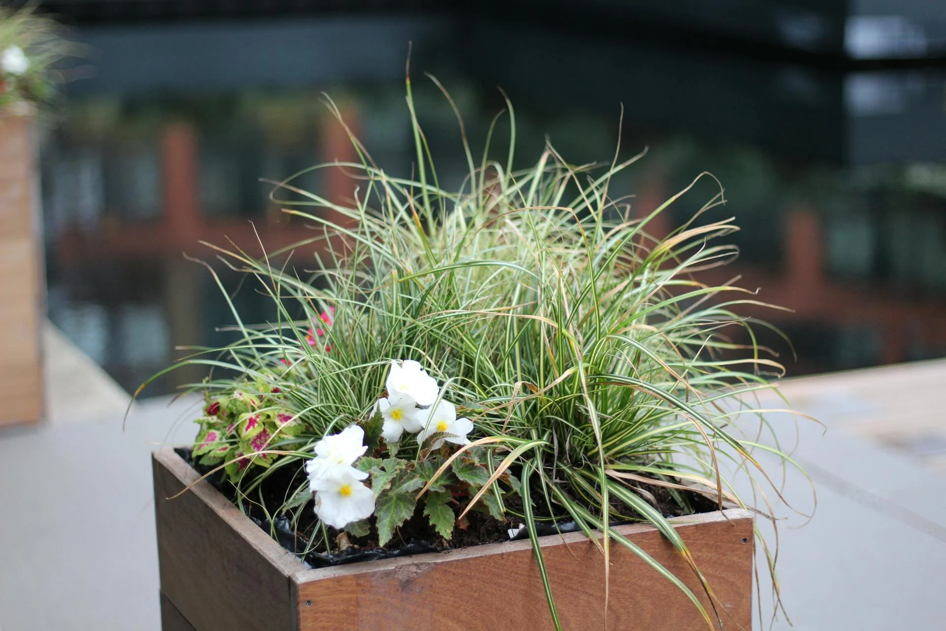 Beplanting in een tuin